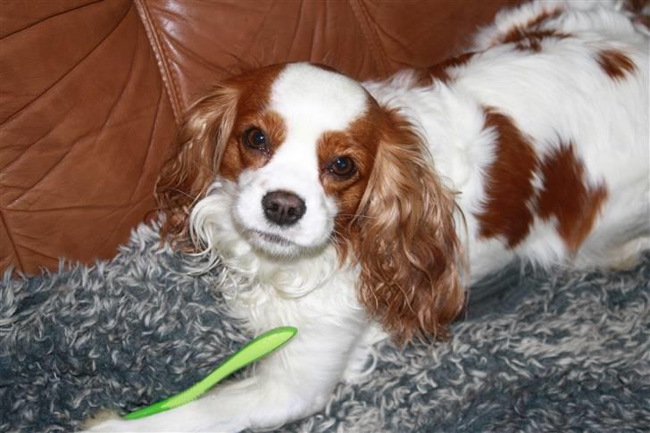 Cavalier king charles spaniel sandra billede 20