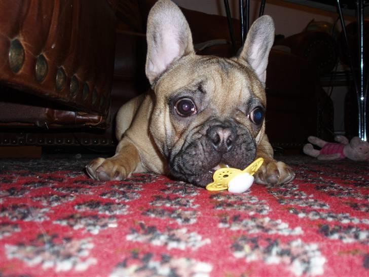 Fransk bulldog Balder - Balder bruger sut billede 16