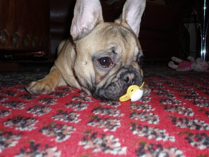 Fransk bulldog Balder - Balder er glad for sutten  billede 17