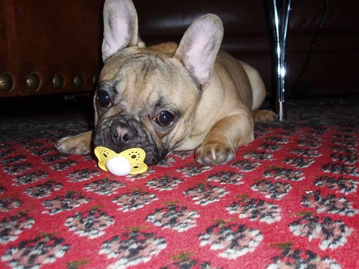 Fransk bulldog Balder - hygge  billede 18