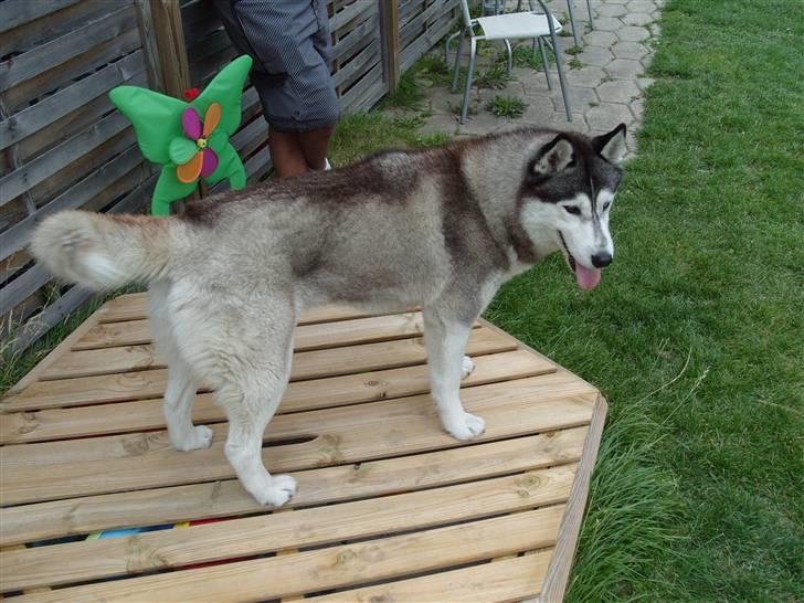 Siberian husky Freja billede 1