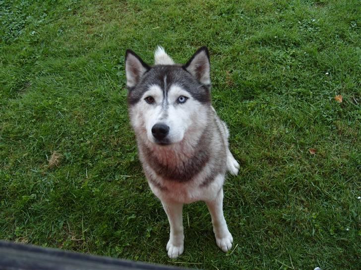 Siberian husky Freja billede 3