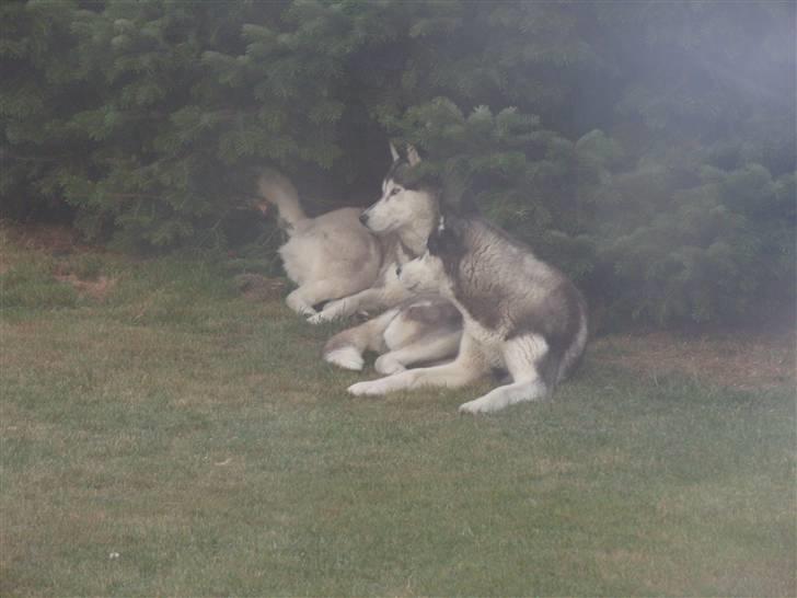 Siberian husky Freja billede 4