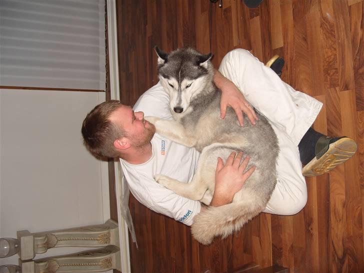 Siberian husky Freja billede 5