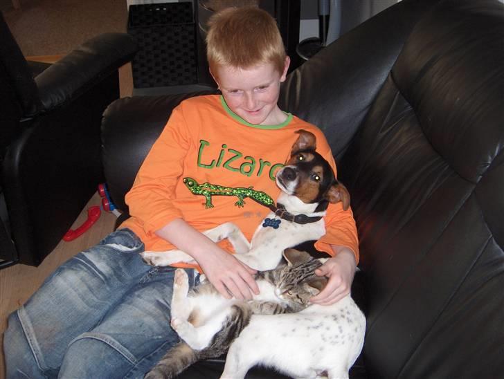 Dansk svensk gaardhund milo billede 17