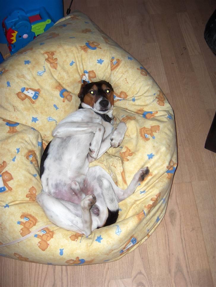 Dansk svensk gaardhund milo billede 18