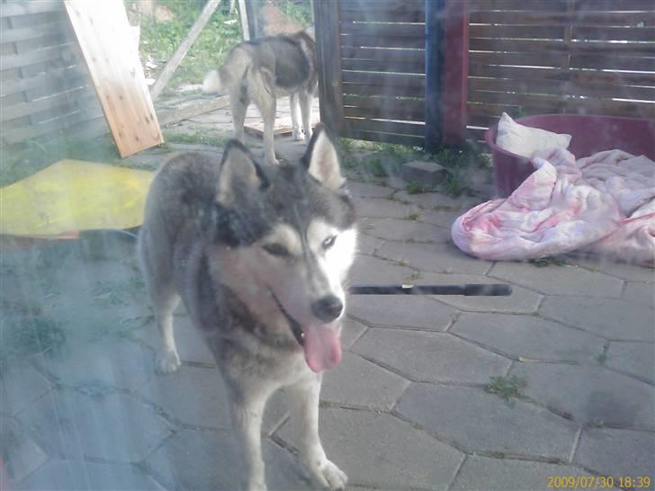 Siberian husky Freja billede 6