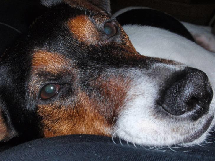 Dansk svensk gaardhund milo billede 20