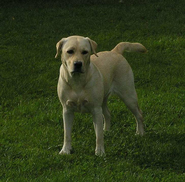 Labrador retriever Luna (Amber Cover) billede 1