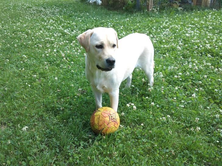 Labrador retriever Luna (Amber Cover) billede 2