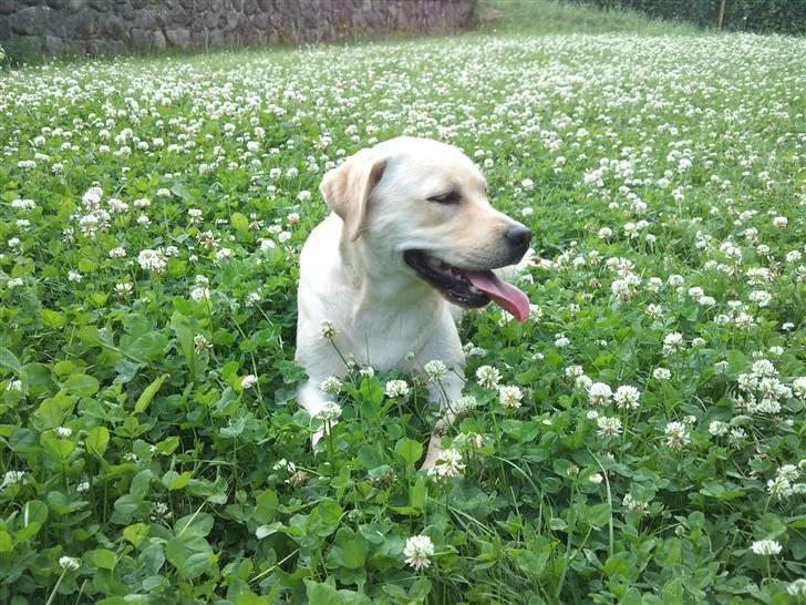 Labrador retriever Luna (Amber Cover) billede 3