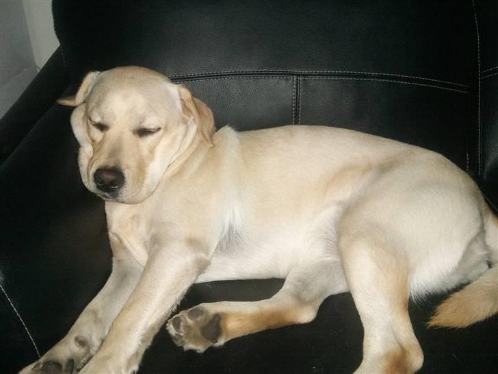 Labrador retriever Luna (Amber Cover) billede 4