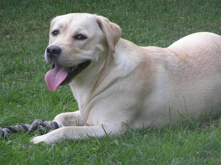 Labrador retriever Luna (Amber Cover) billede 5