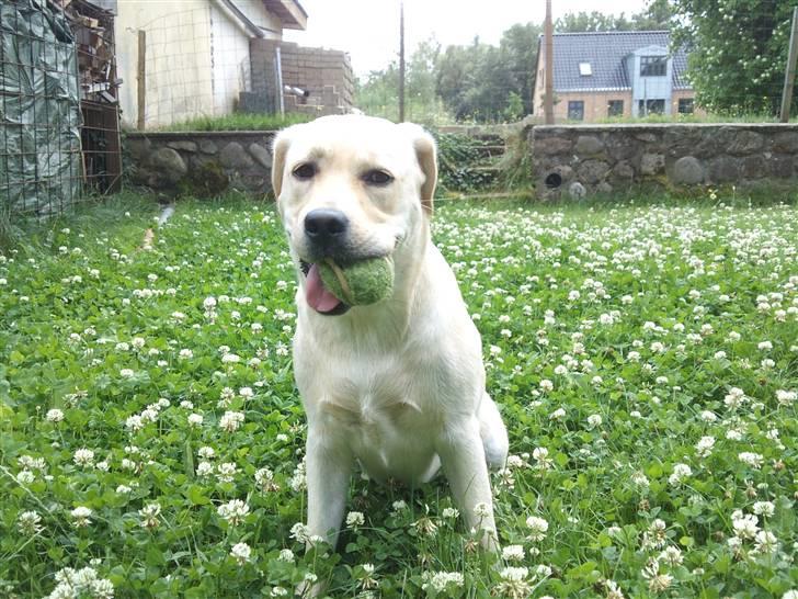 Labrador retriever Luna (Amber Cover) billede 6