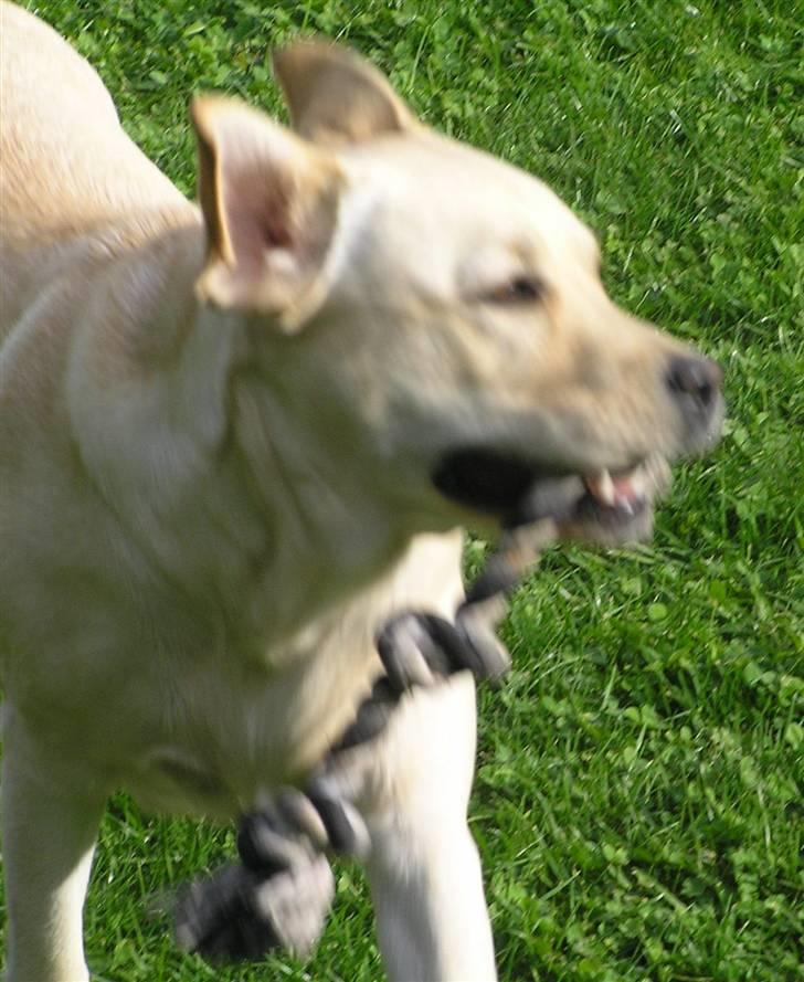 Labrador retriever Luna (Amber Cover) billede 7