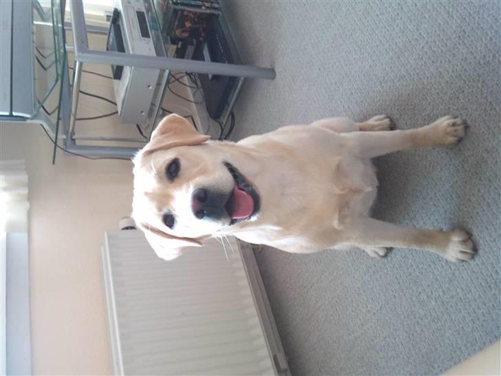 Labrador retriever Luna (Amber Cover) billede 8