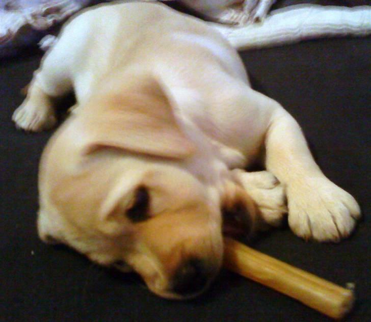 Labrador retriever Luna (Amber Cover) billede 9