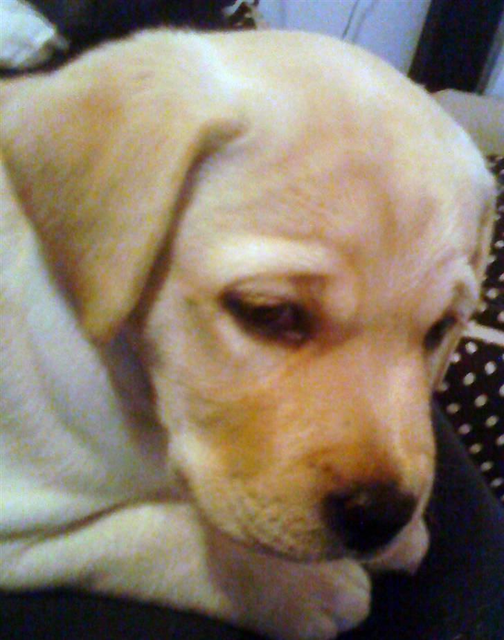 Labrador retriever Luna (Amber Cover) billede 10