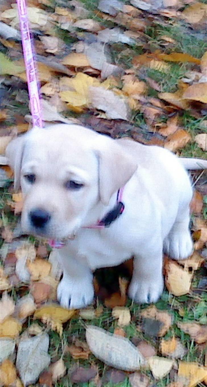 Labrador retriever Luna (Amber Cover) billede 11