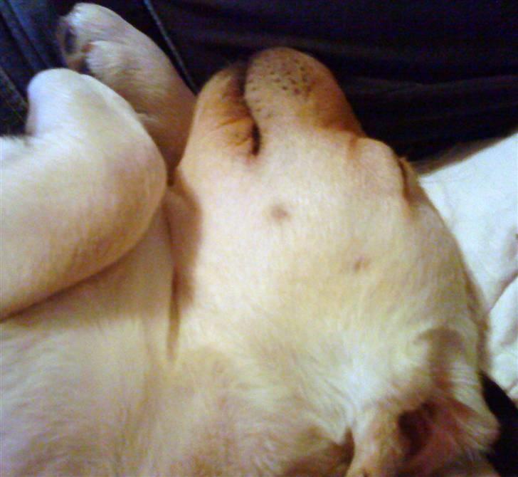 Labrador retriever Luna (Amber Cover) billede 12