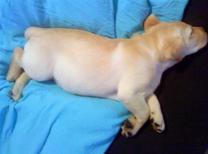 Labrador retriever Luna (Amber Cover) billede 13