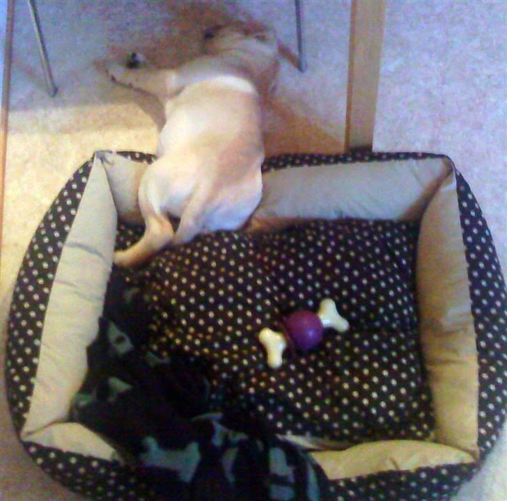 Labrador retriever Luna (Amber Cover) billede 14