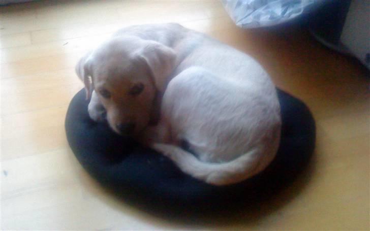 Labrador retriever Luna (Amber Cover) billede 15