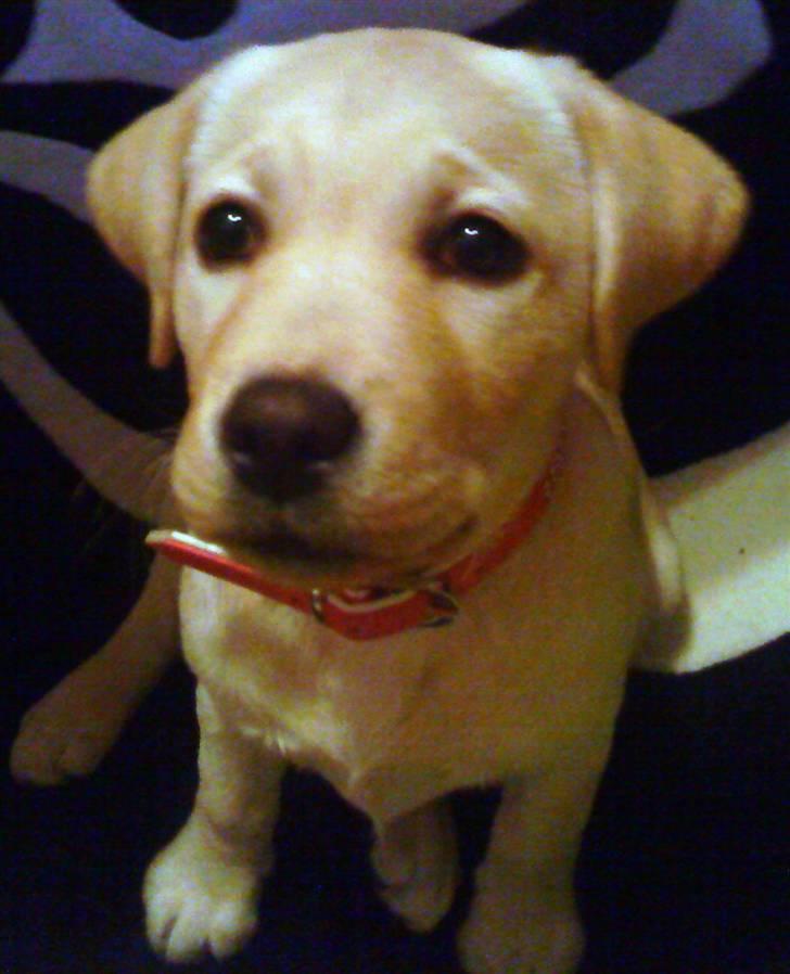 Labrador retriever Luna (Amber Cover) billede 16