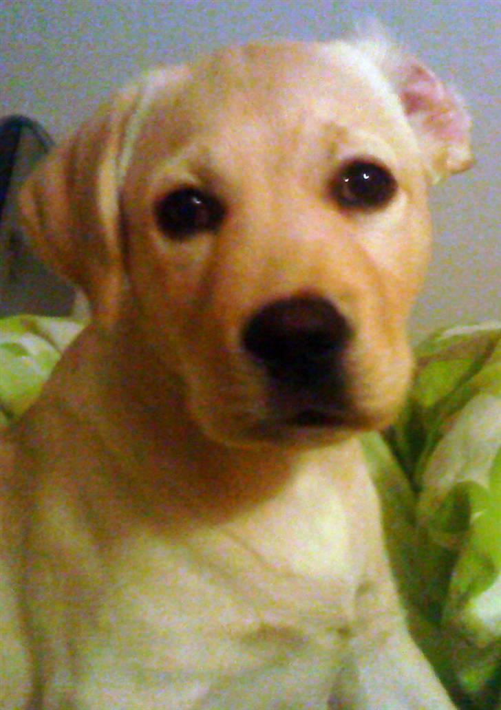 Labrador retriever Luna (Amber Cover) billede 17