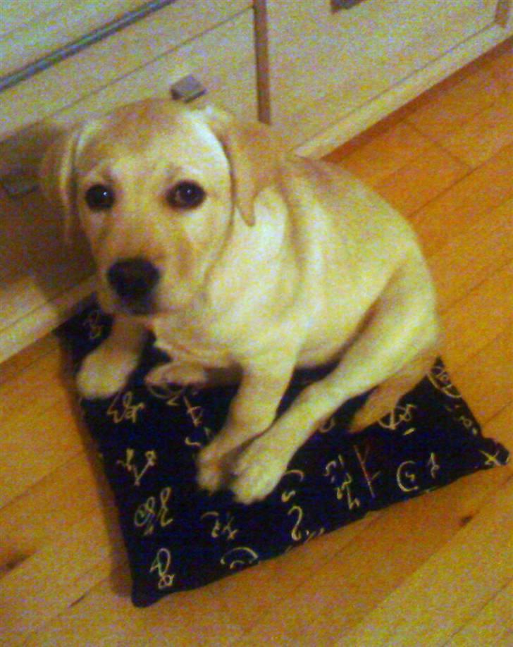 Labrador retriever Luna (Amber Cover) billede 18