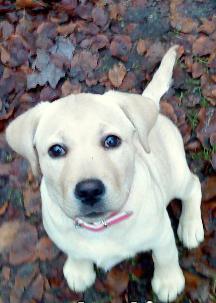 Labrador retriever Luna (Amber Cover) billede 19