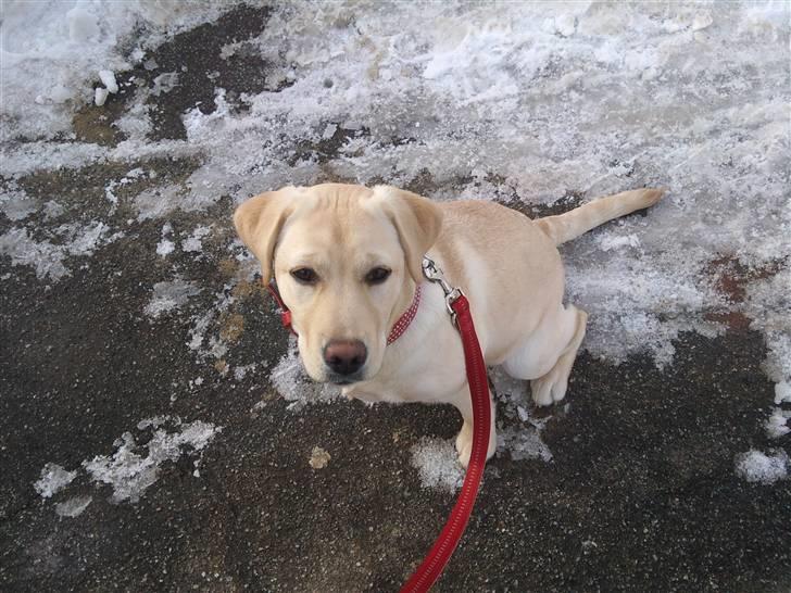 Labrador retriever Luna (Amber Cover) billede 20