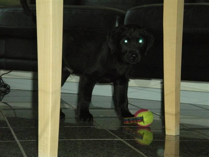 Labrador retriever Cantona (Canto) <3 :b - første dag (: billede 1