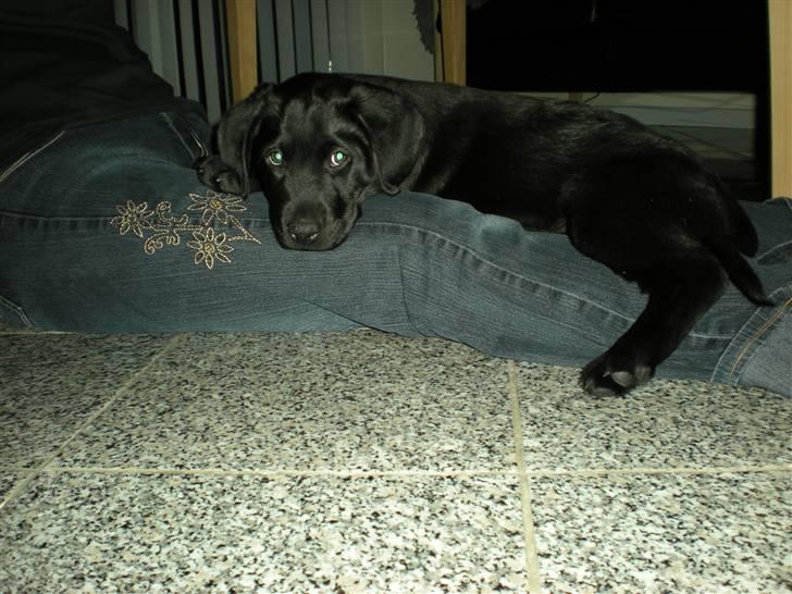 Labrador retriever Cantona (Canto) <3 :b - Som sagt er han et rigtigt hængetræ (: billede 2