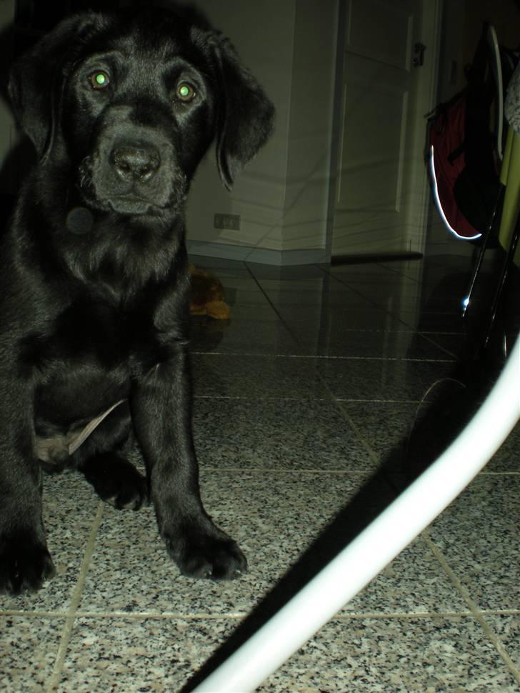 Labrador retriever Cantona (Canto) <3 :b - Han er meget opslugt af kamararets blitz (: billede 3