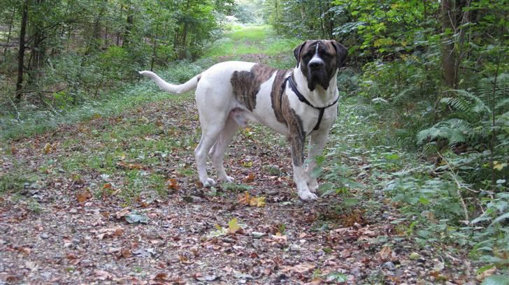 Mastiff Balder R.I.P 2011 billede 17