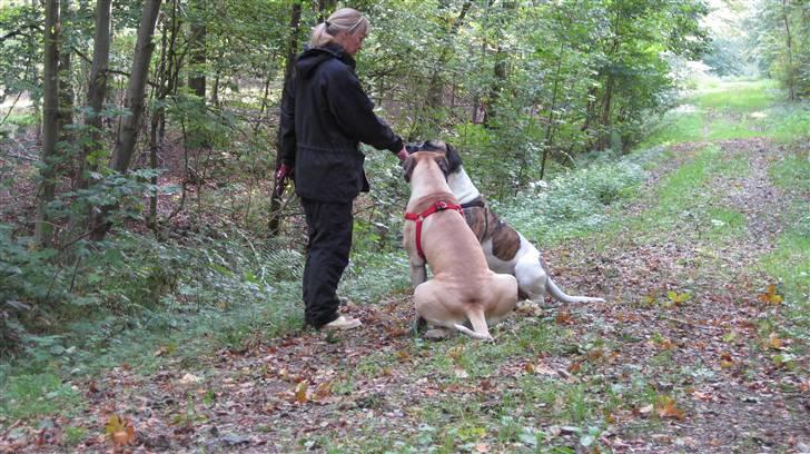 Mastiff Balder R.I.P 2011 billede 18