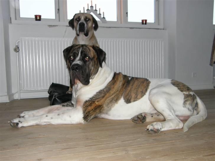 Mastiff Balder R.I.P 2011 billede 19