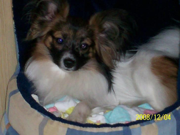 Papillon Dolly Parton - Villas - Faren til Dollys hvalpe billede 20