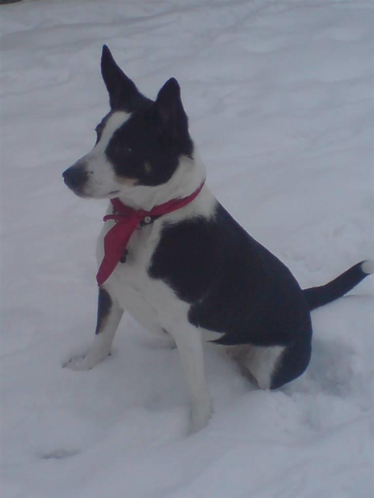 Blanding af racer Bella himmel hund  - nå hvad skal vi nu.. billede 18