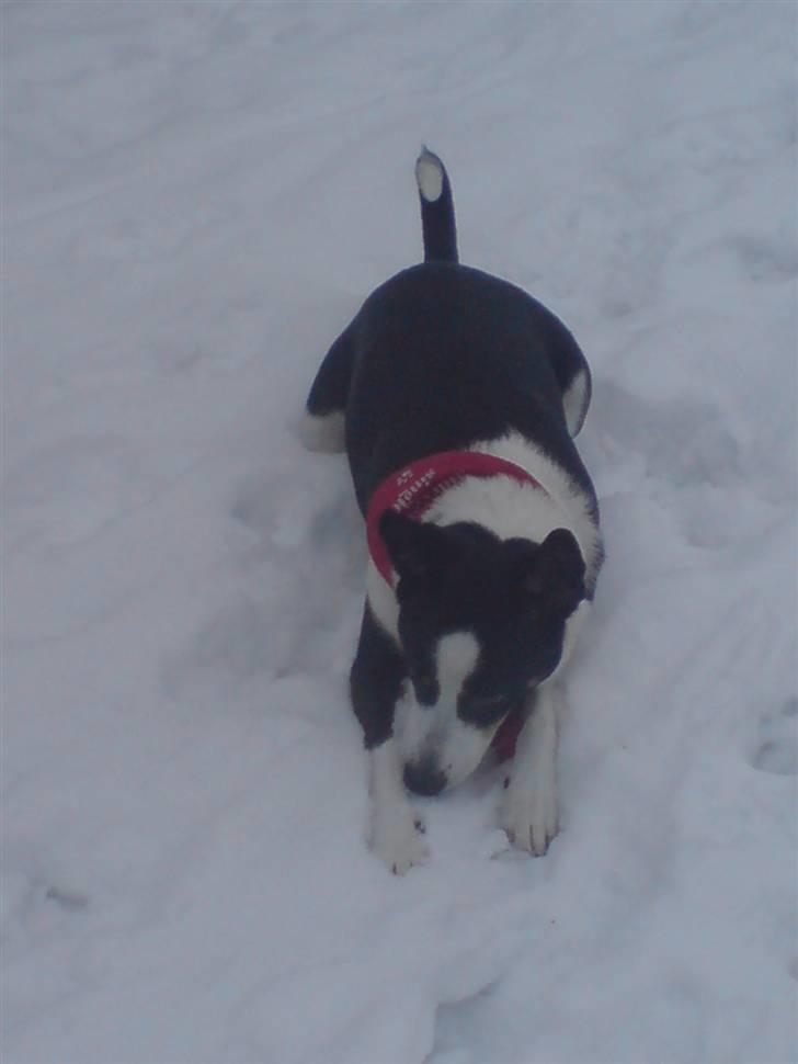 Blanding af racer Bella himmel hund  - sne er nu sjovt billede 19