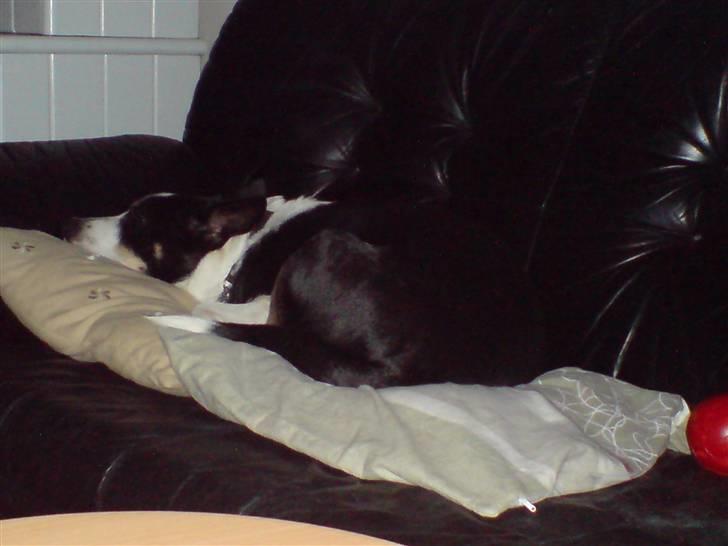 Blanding af racer Bella himmel hund  - ja puder skal der til når man skal sove. billede 20