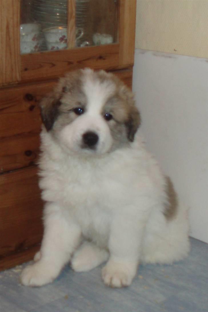 Pyreneerhund Sandybear´s Kapok - 6 uger billede 8