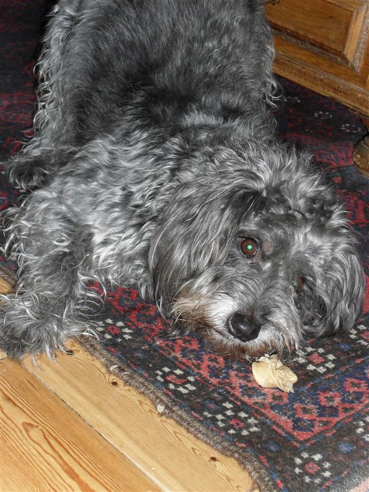 Blanding af racer Max <3 *himmelhund* - Velkommer til max´s profil :D Her fjoller vi lige lidt :D billede 1