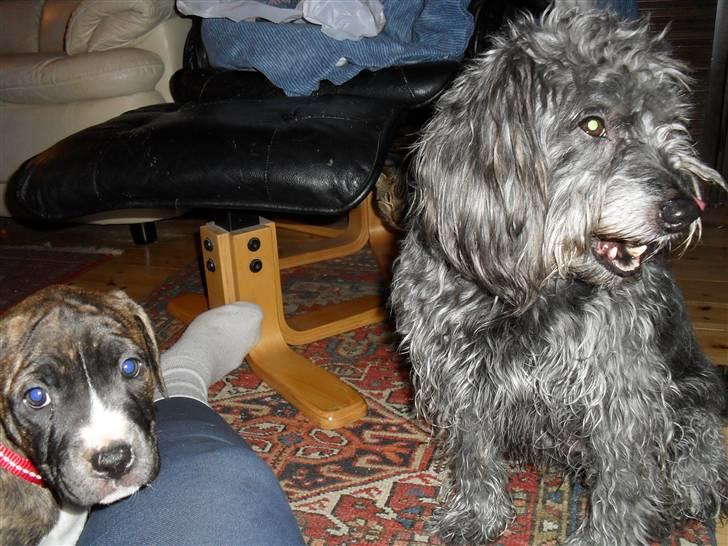 Blanding af racer Max <3 *himmelhund* - moncheri og max´en, et lille sniger gab kom lige med på billede :D billede 2