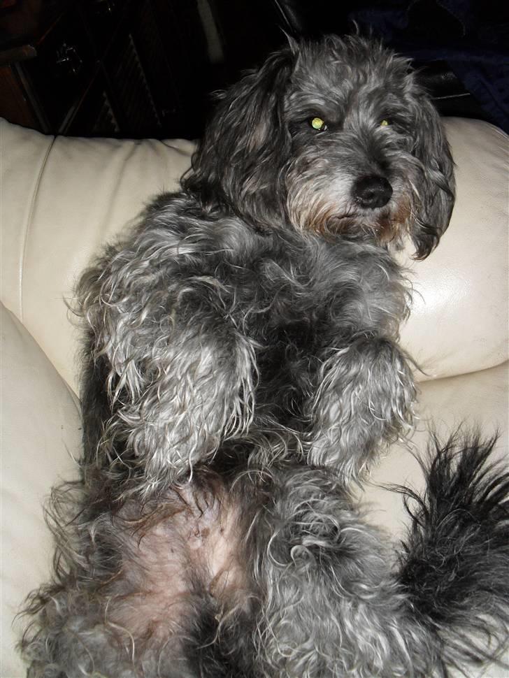 Blanding af racer Max <3 *himmelhund* - Max tager lige en slapper :D billede 3