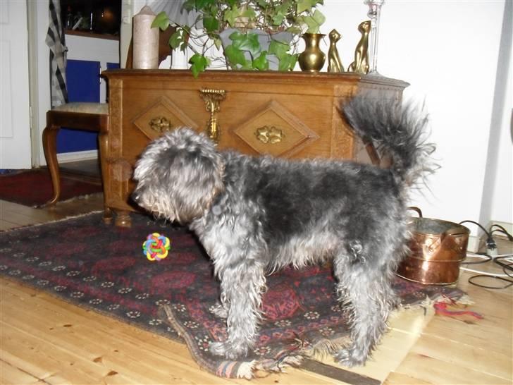 Blanding af racer Max <3 *himmelhund* - maxen :D billede 4