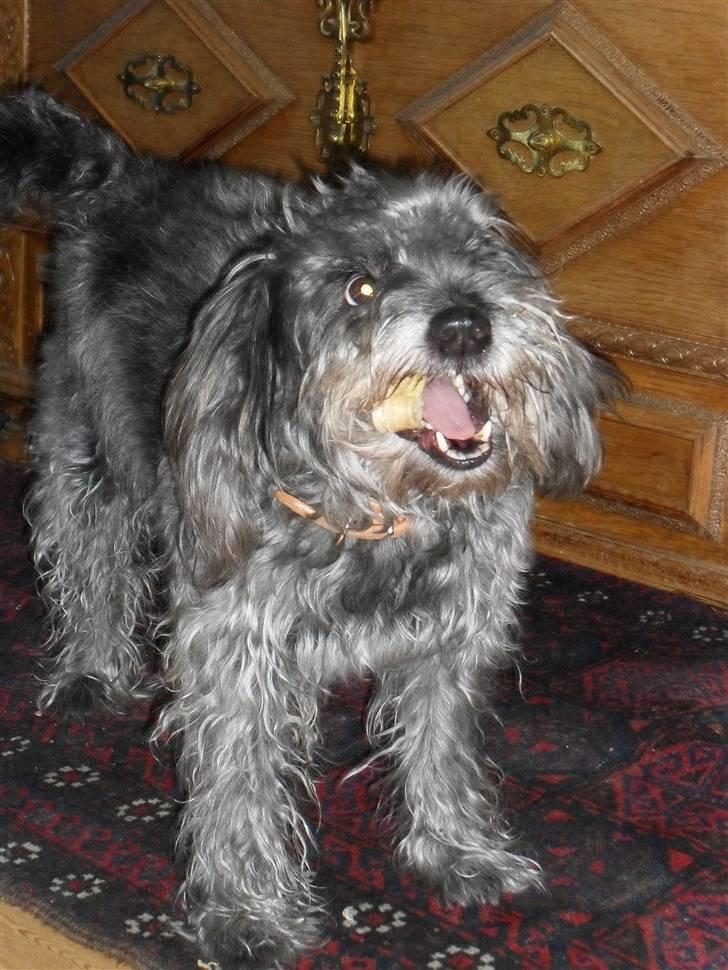 Blanding af racer Max <3 *himmelhund* - Går lige amok med mit kødben :D:D billede 5