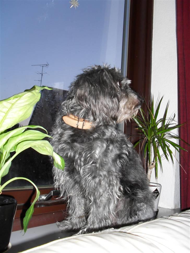 Blanding af racer Max <3 *himmelhund* - Hov! hvad var´ det?! :o billede 6