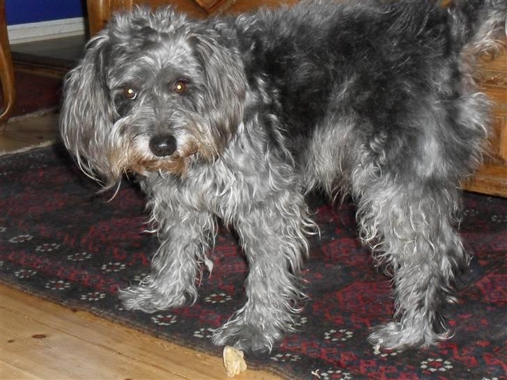 Blanding af racer Max <3 *himmelhund* - Ser jeg ik fræk ud :b? billede 7